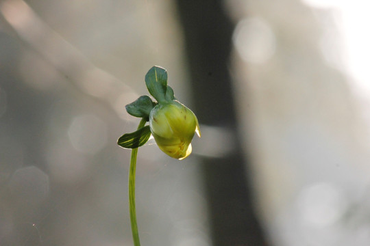 花蕾