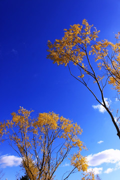 秋天的柳树