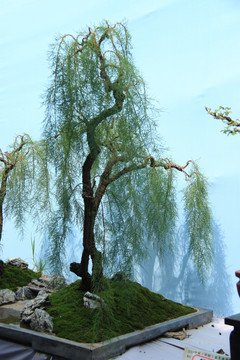 柳树盆景