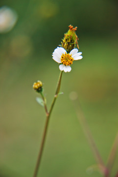 野花