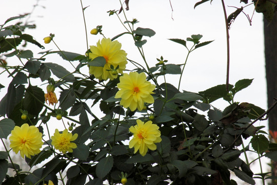 花满枝头