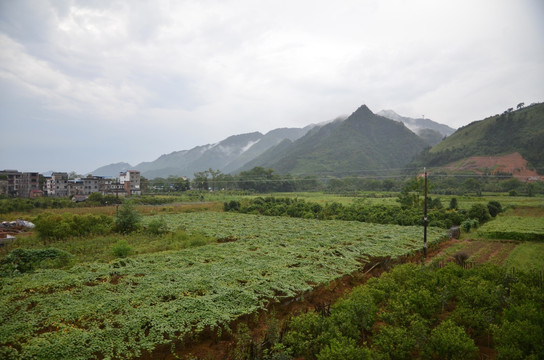 罗汉果种植基地