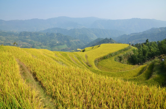 梯田 水稻