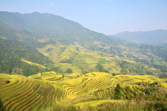 龙脊梯田