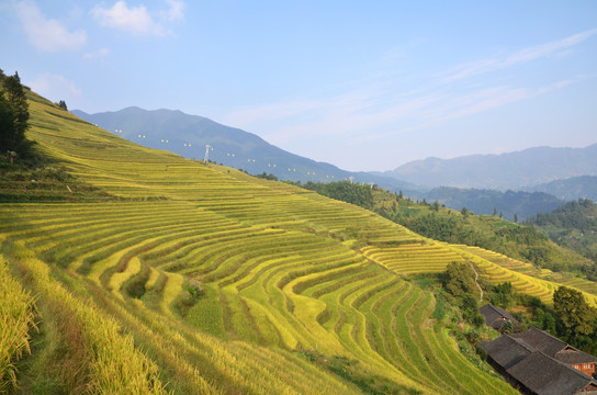 龙脊梯田