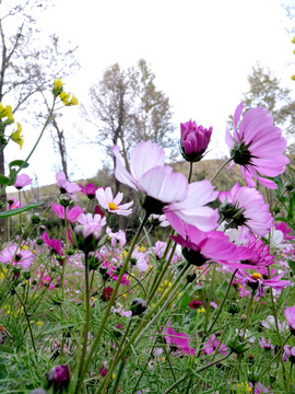 格桑花