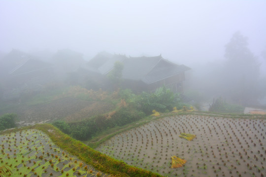 雨中