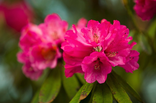 杜鹃花