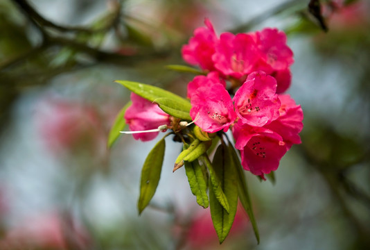 杜鹃花