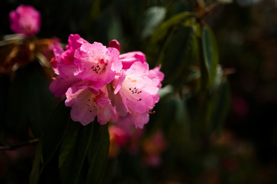 杜鹃花