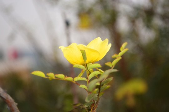 黄花一朵