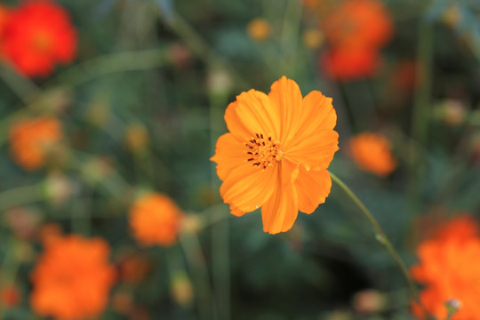 硫华菊 秋天的花