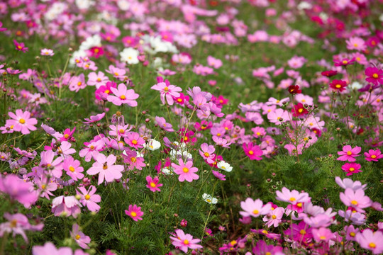 波斯菊 洛桑花