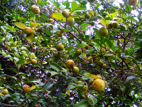 油茶树