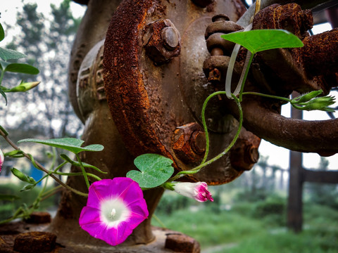 牵牛花