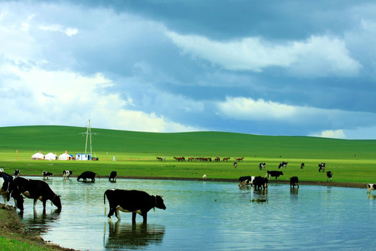 呼伦贝尔草原 牛群 蒙古包