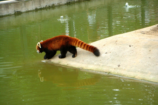 小熊猫