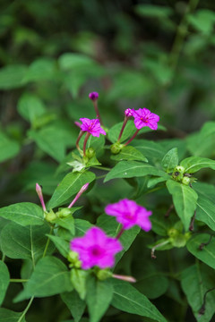 牵牛花