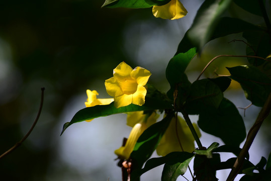 黄蝉花