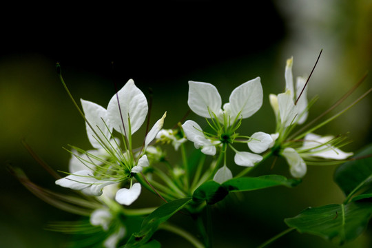 白花