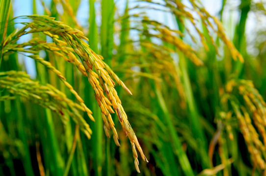 田园秋色 收获季节 稻谷成熟