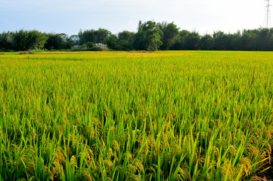 田园秋色 收获季节 稻谷成熟