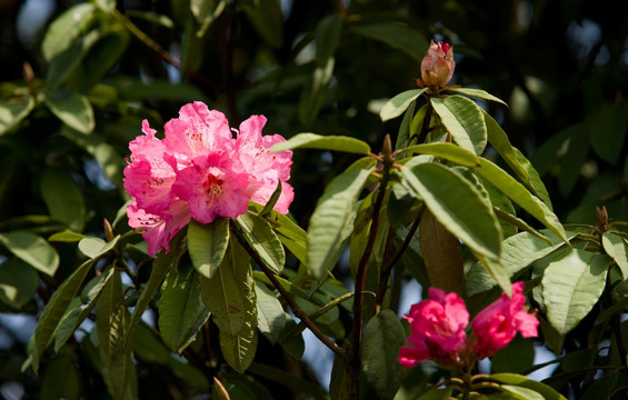 杜鹃花