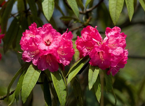 杜鹃花