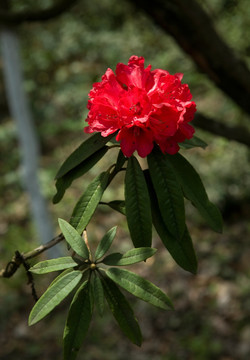 杜鹃花