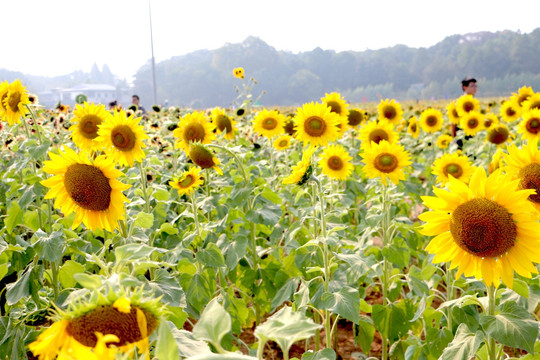 向日葵 太阳花 向日葵田地