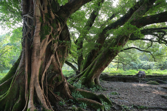 福建乡村古榕树