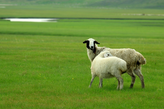 草原上的两只羊