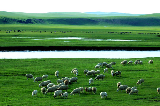 呼伦贝尔草原 羊群 牧场
