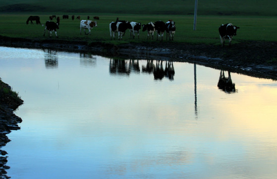 傍晚的草原牧场 河流