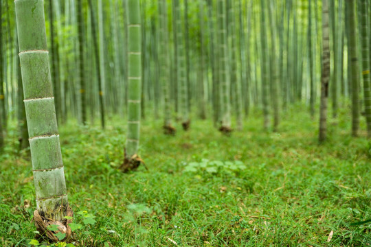 竹林