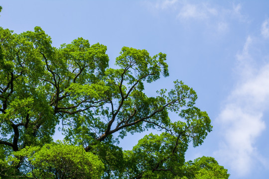 树枝