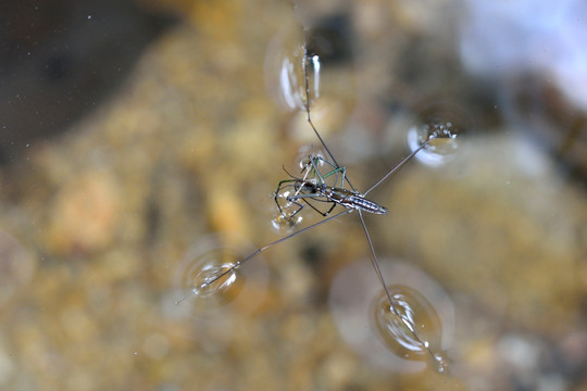 水黾