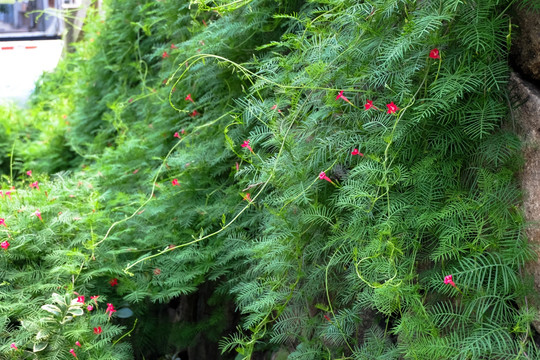 花墙