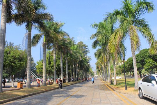 厦门大学 校园美景