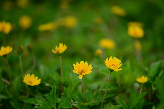 野菊花