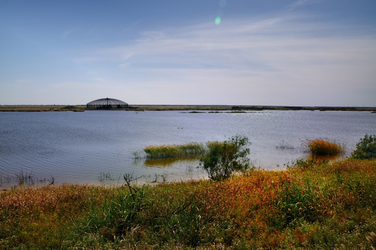 黄河口湿地景观