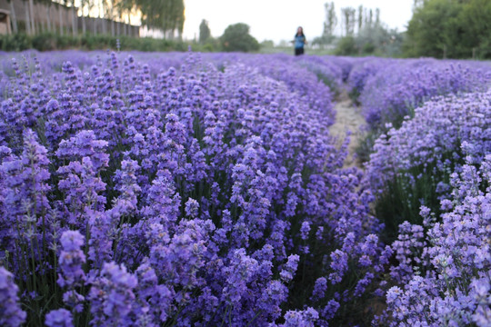 薰衣草花丛