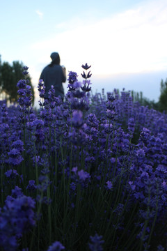 薰衣草花影