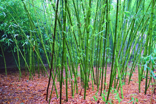 竹林 高清