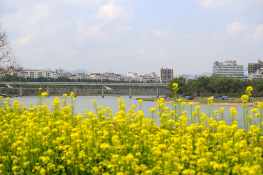 菜花 蔬菜 菜地 菜农