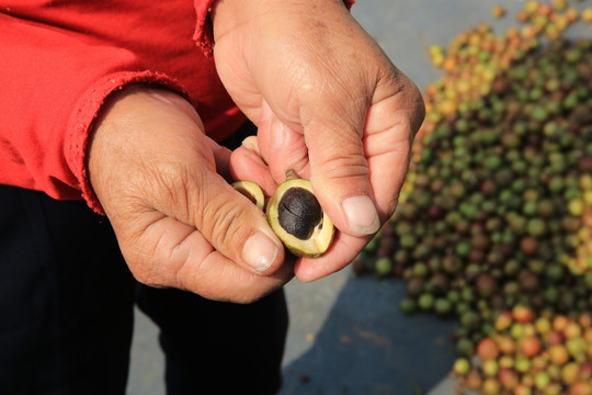 油茶 油茶籽 油茶果 植物 手