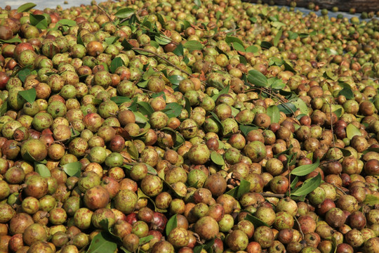 油茶 油茶籽 油茶果 植物