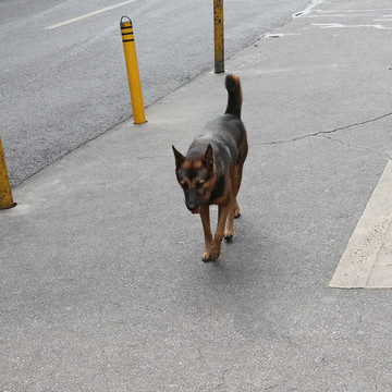 中华田园犬