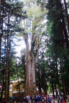 阿里山香林神木