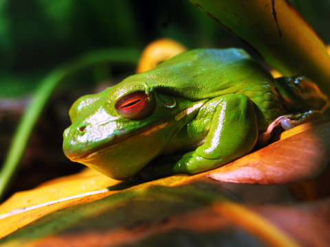 澳洲珍稀动物绿蛙 青蛙高清特写